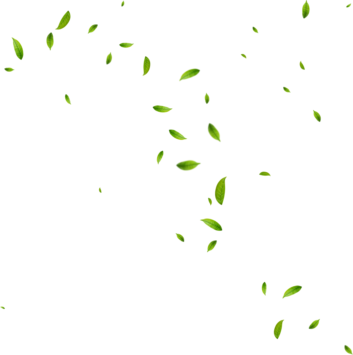 Realistic green tea leaves in motion